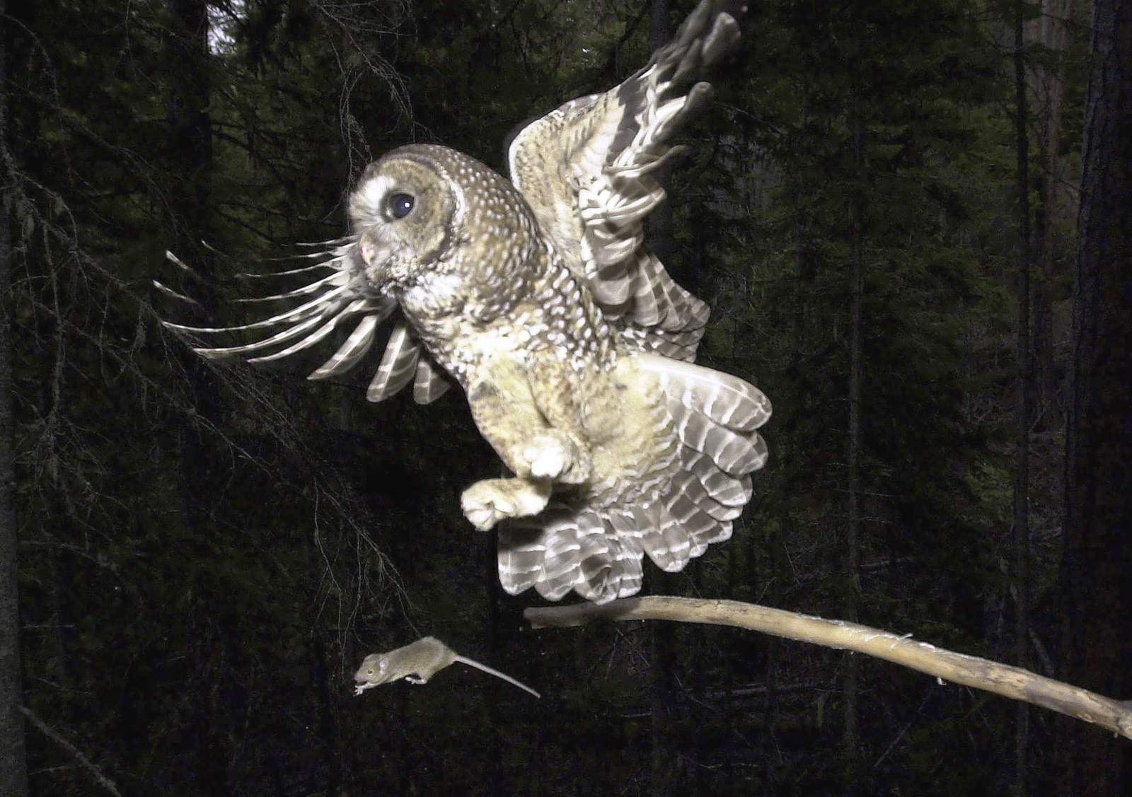 Trump administration slashes imperiled spotted owls' habitat