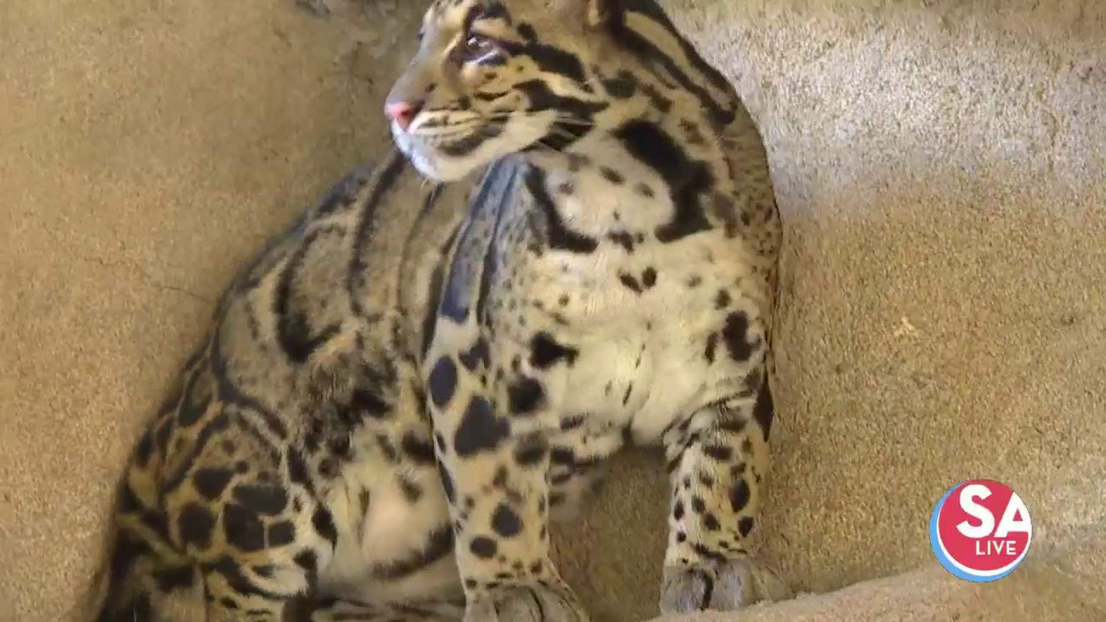 Have a ‘roaring’ good time with these clouded leopards