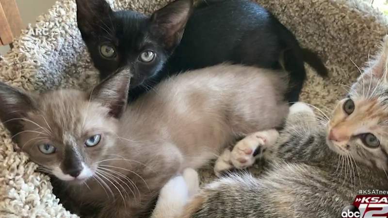 What’s Up South Texas!: Two women give the name ‘cat lady’ a new, productive meaning