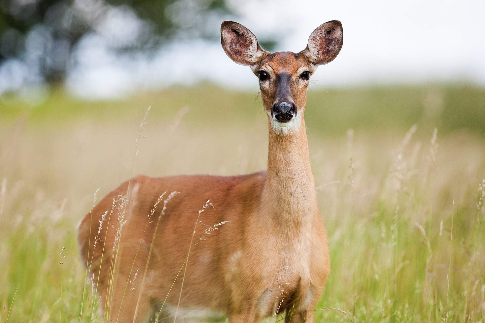 Wildlife officials: Deer tests positive for ‘zombie deer’ disease, Northwest of SA