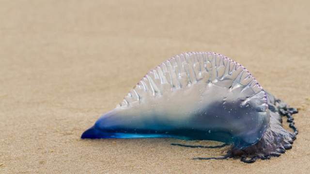 Beachgoers beware! Jellyfish, stingrays are also visiting Padre Island beaches