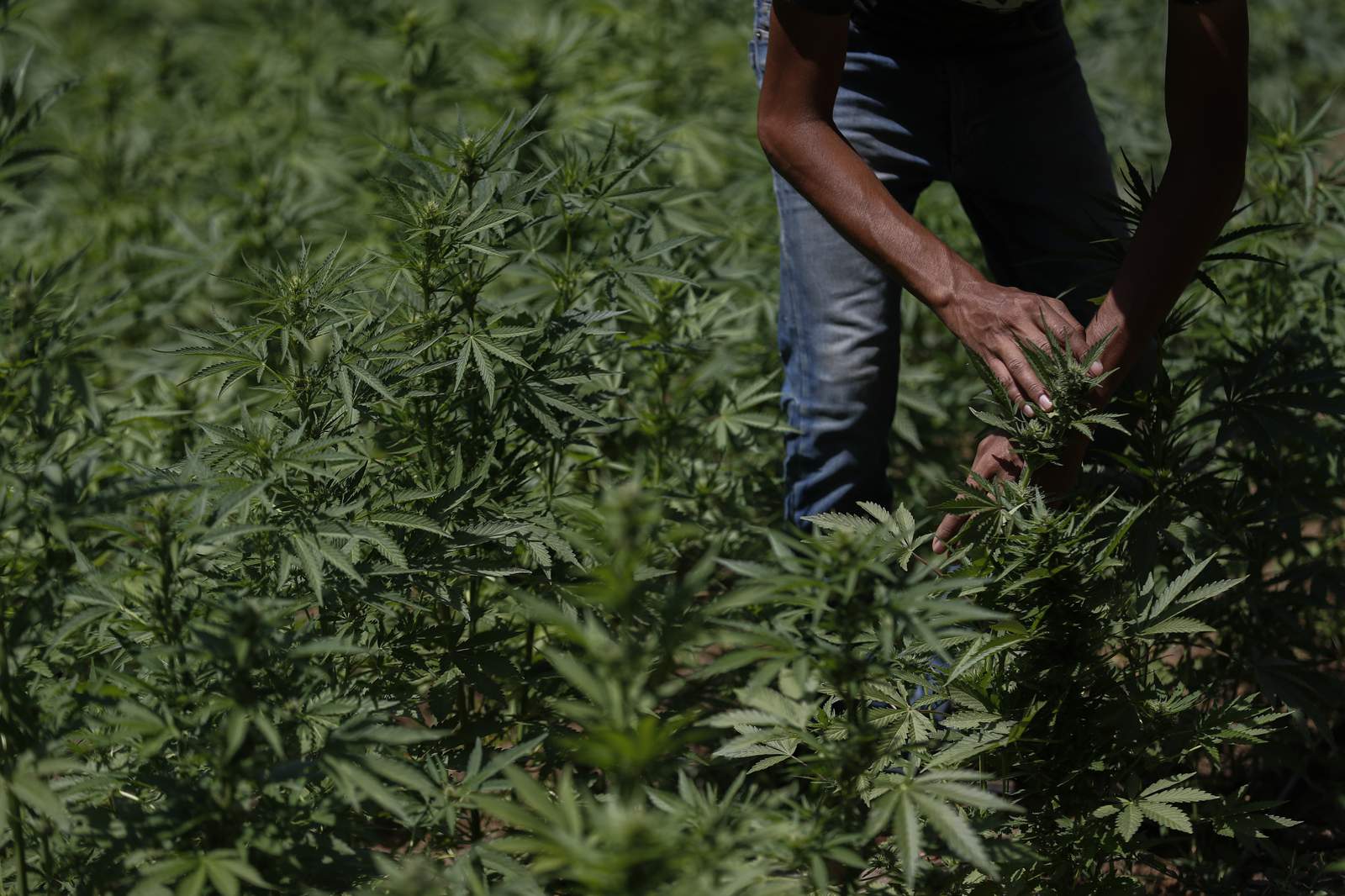 Growers fret as Mexico moves to legalize marijuana
