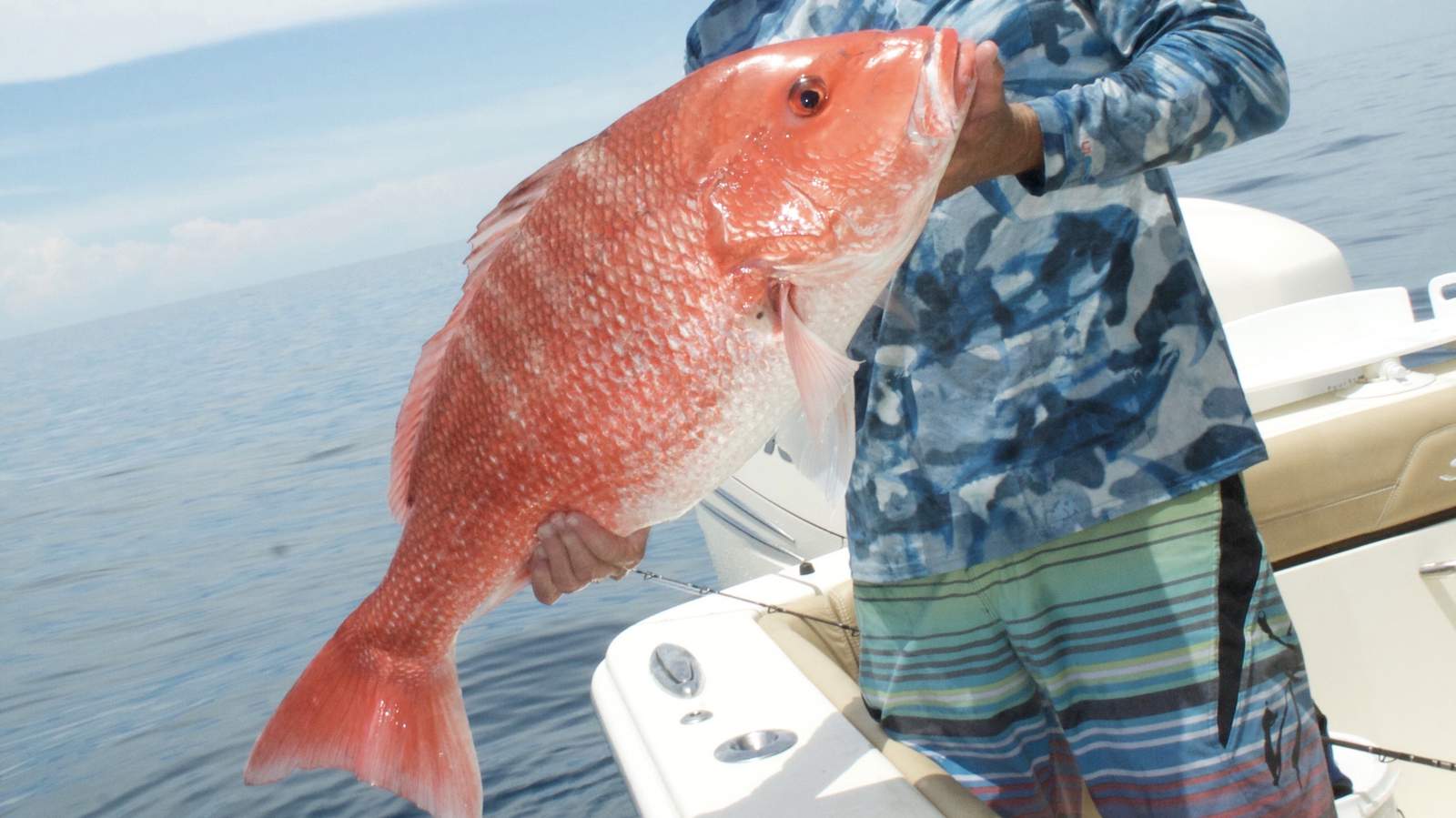 There are millions of more red snapper off the Texas coast than previously estimated. Here’s why