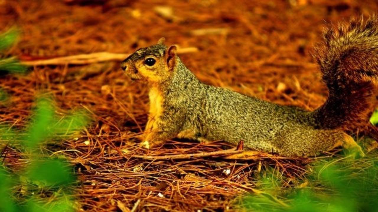 Squirrel tests positive for bubonic plague in Colorado, health officials warn