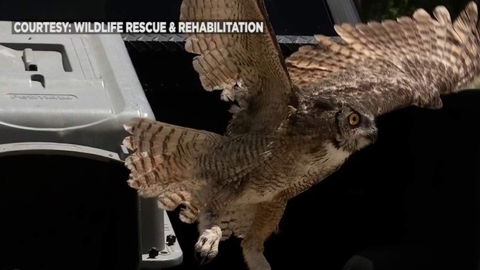 Great Horned Owl flying free over San Antonio again after rescue