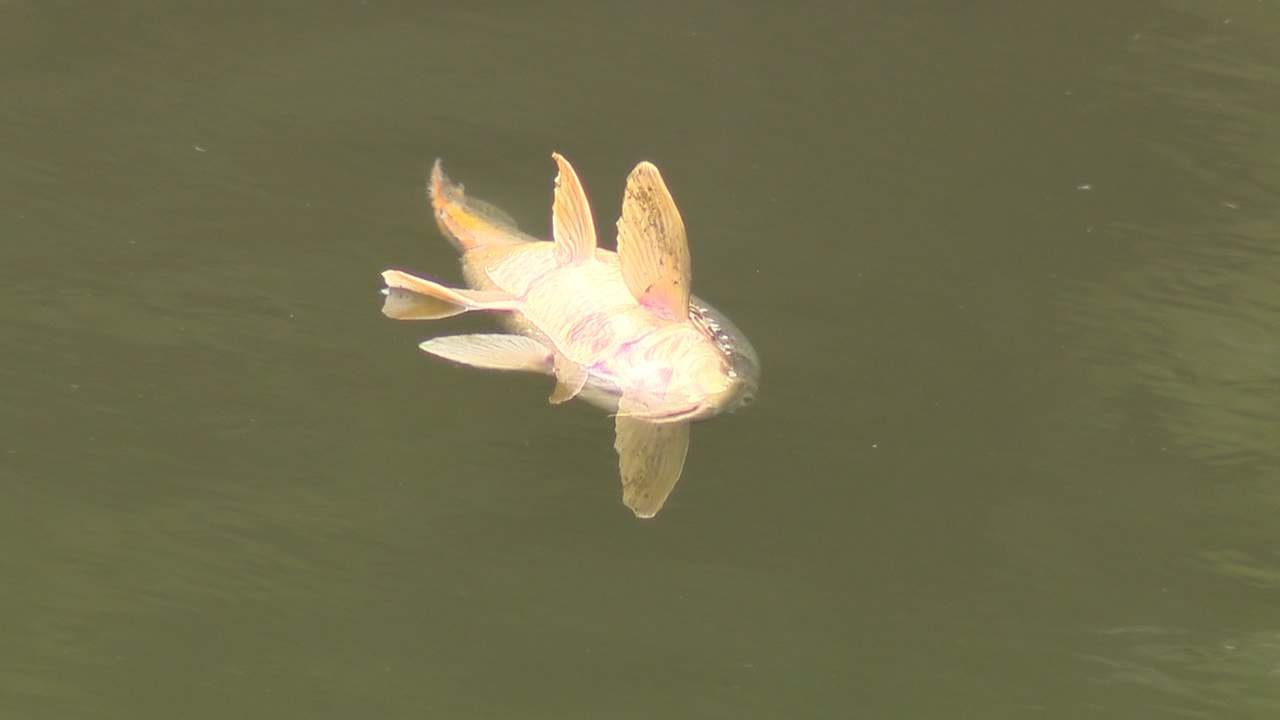 Ammonia spill kills more than 50 fish at San Pedro Creek