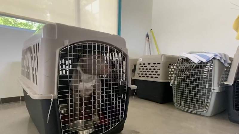 Donations needed to help rescued animals at San Antonio Humane Society