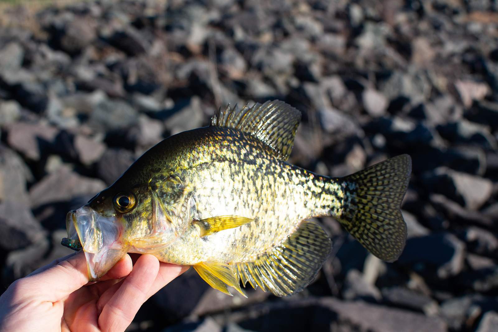 12 crappie fishing ‘hot spots’ according to Texas Parks and Wildlife officials