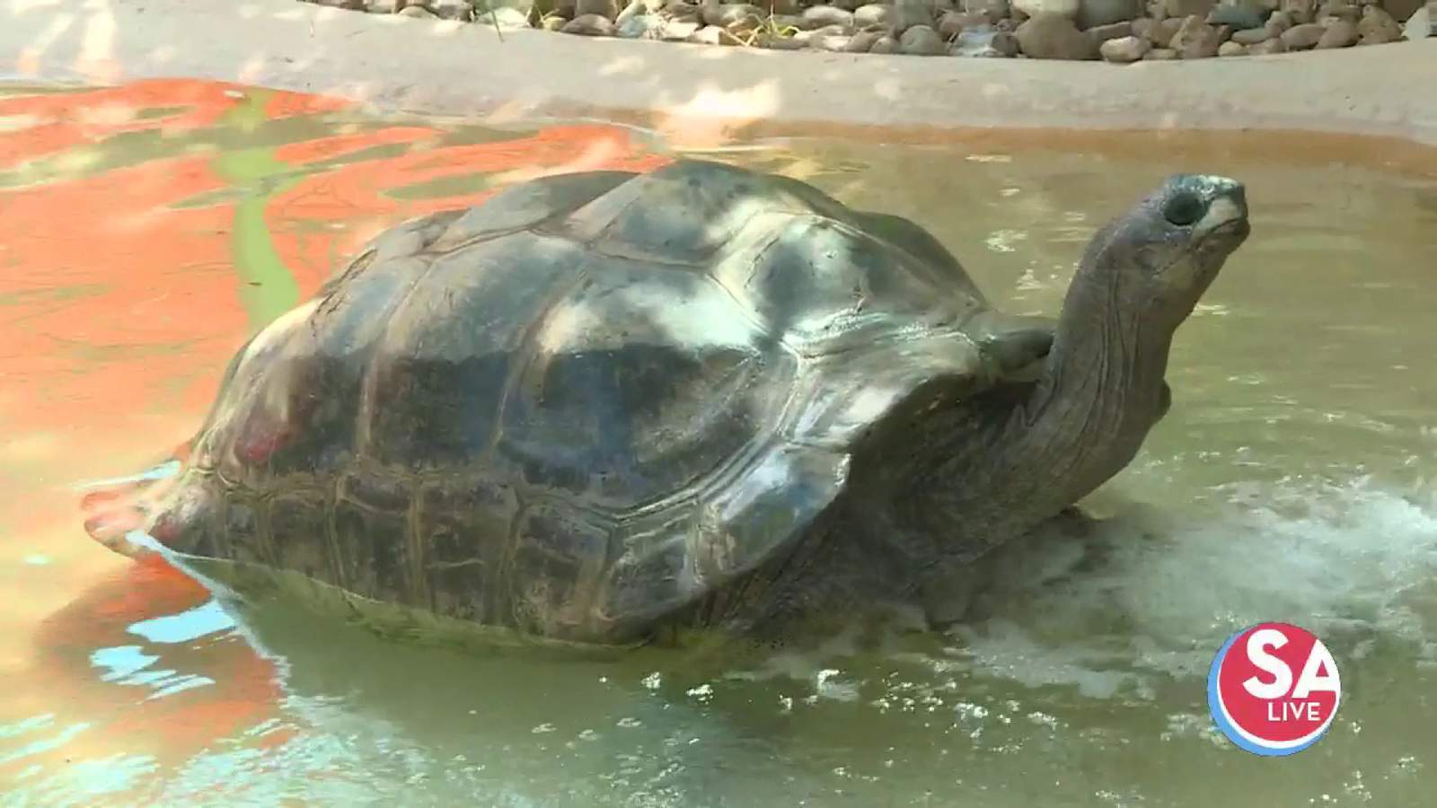 These giant tortoises have a hack to stay cool in the summer heat