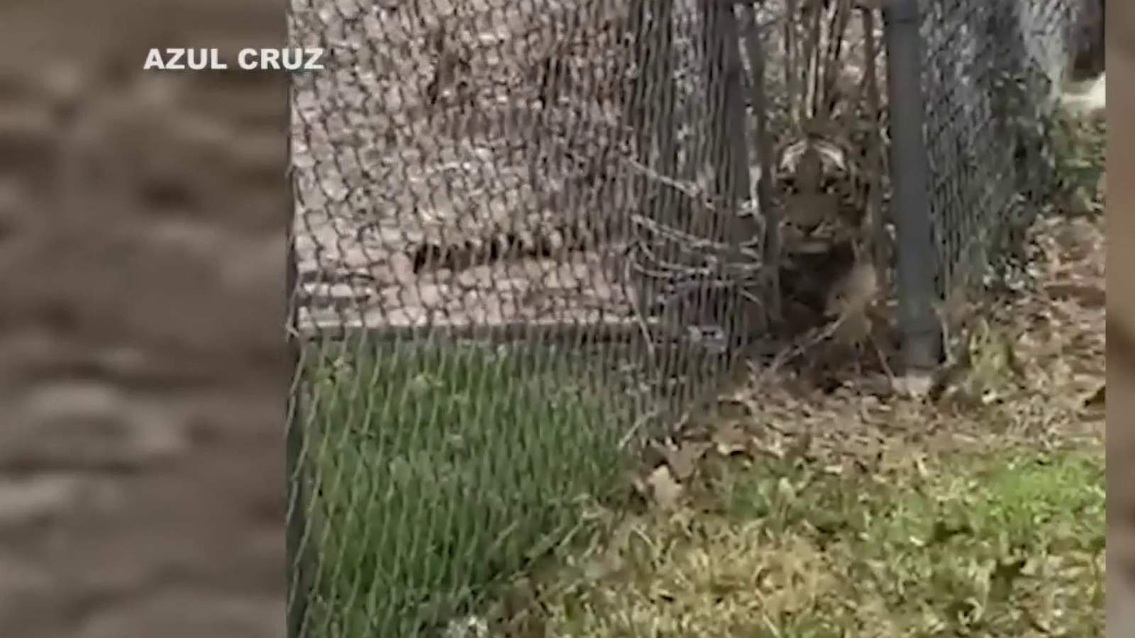 ACS warns against having tigers in the city after one was found in someone’s backyard