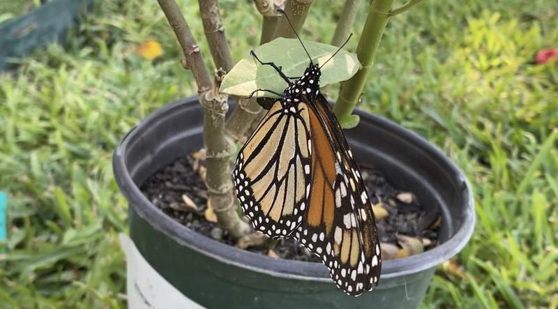 Monarch butterflies are in San Antonio as they stop for fuel during great migration