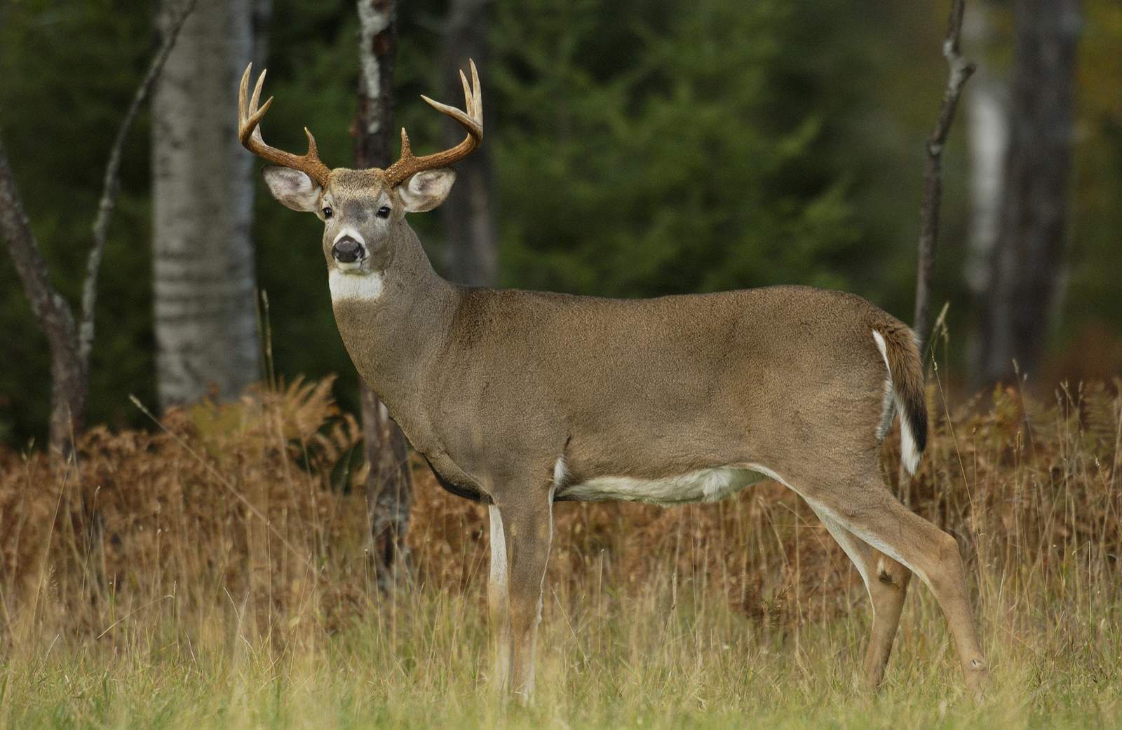 Here’s what you need to know about white-tailed deer season in Texas