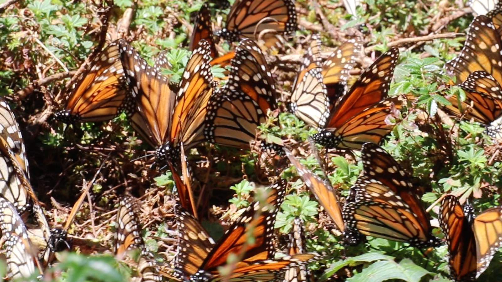 Monarch butterfly migration is unique and amazing phenomenon with Dia de Muertos symbolism