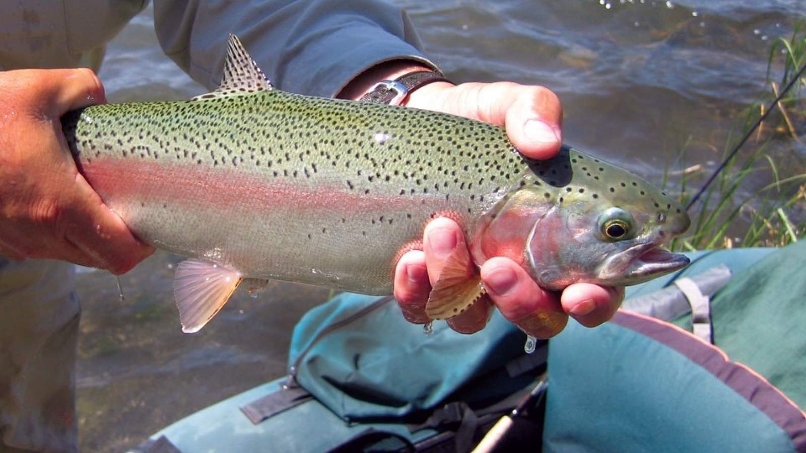 20,000+ rainbow trout to be stocked in New Braunfels