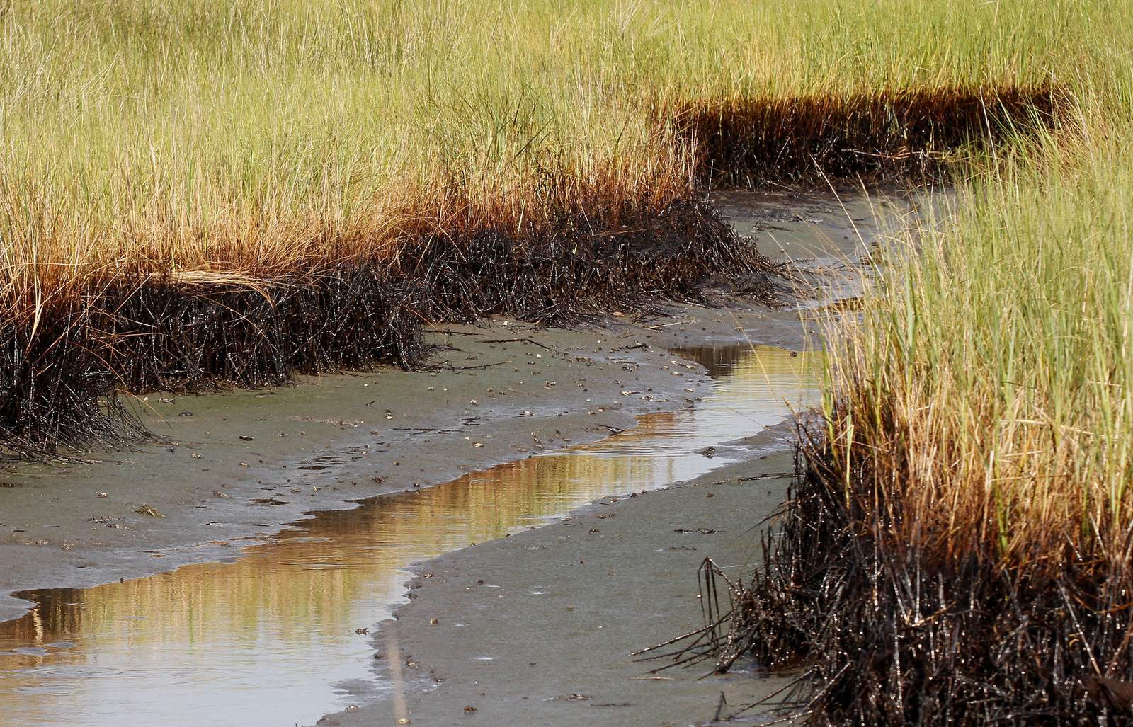 $215M in BP oil spill money to restore Louisiana marshes