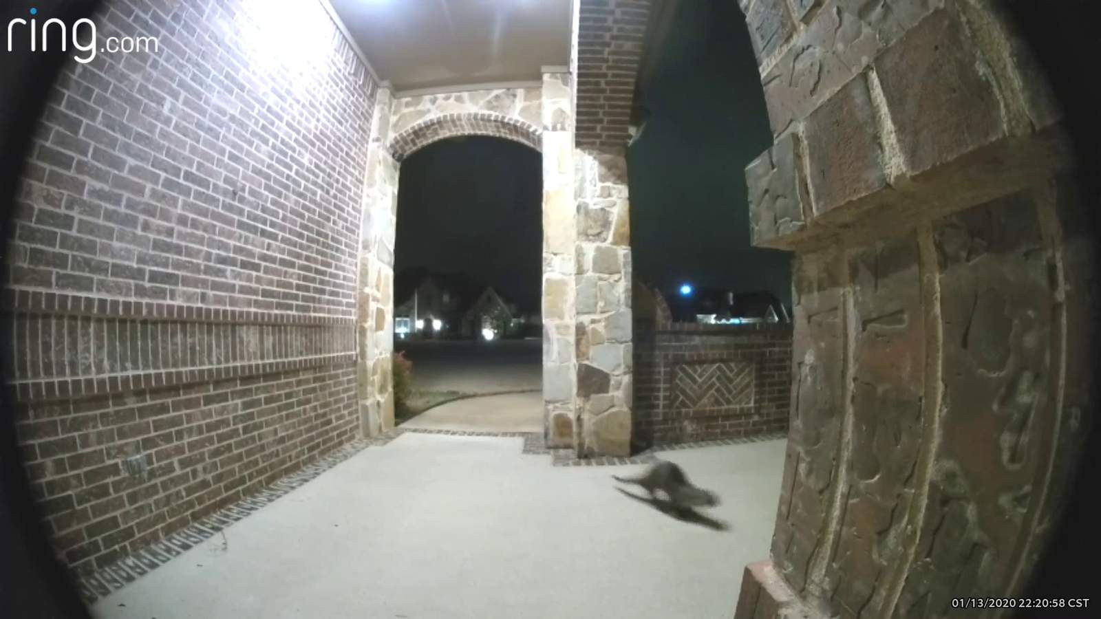 Caught on camera: Doorbell video captures otter