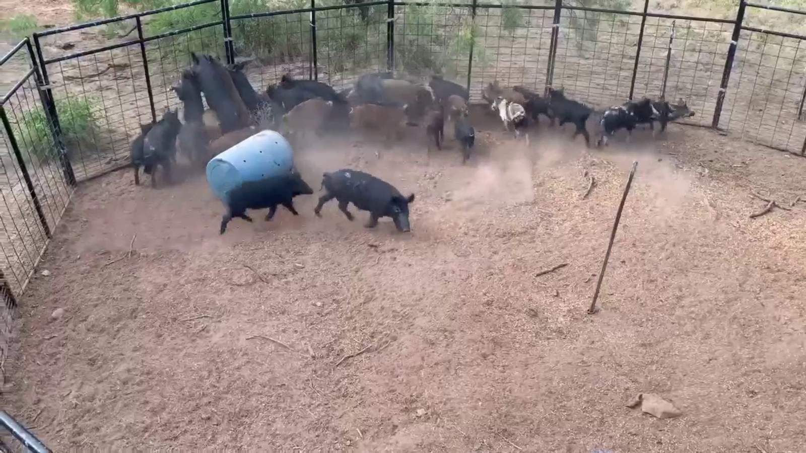 Texas trapper says he’s on track to trap 6,500+ hogs after ‘busy year’