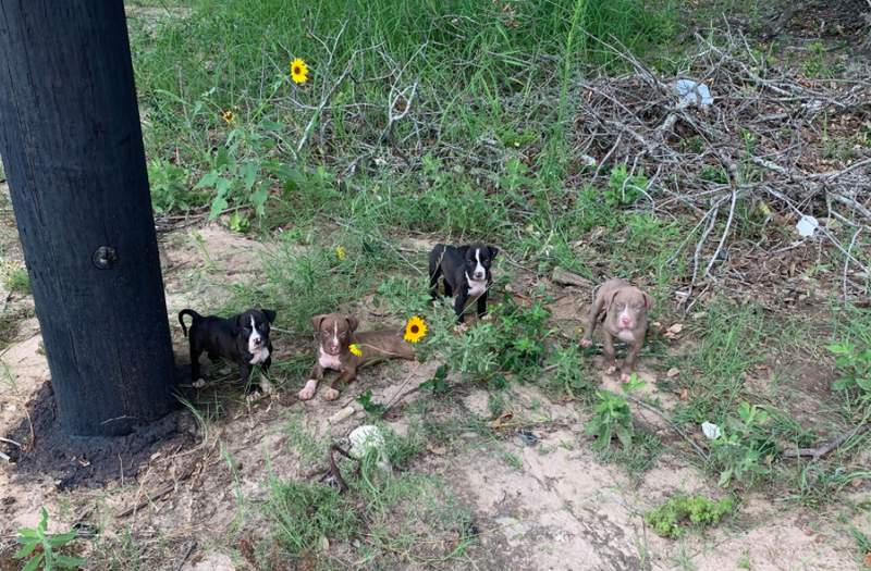 Puppies dumped on side of road near Dollar General in Poteet, officials say