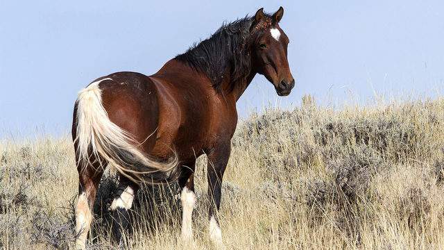 Government will pay you $1,000 to adopt wild horse