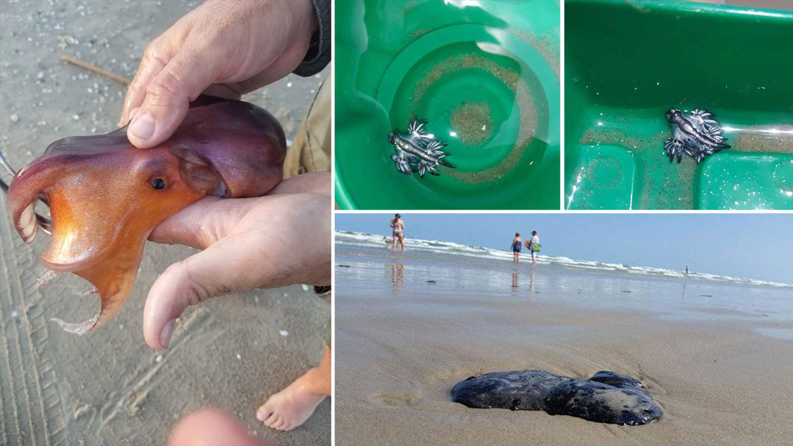 Blue dragons aren’t the only odd things spotted at Texas beaches in the last year