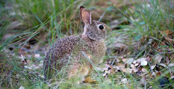 TPWD officials confirm first case of deadly rabbit virus of 2021