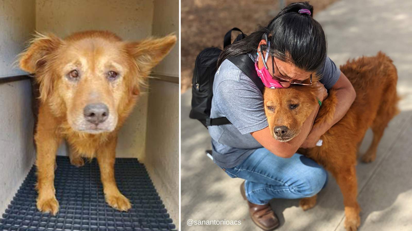 San Antonio dog picked up as a stray reunited with owner after 7 years