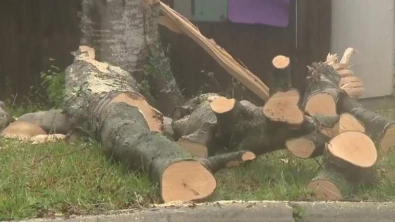 Residents in Northeast Side neighborhood discover fallen tree in middle of road