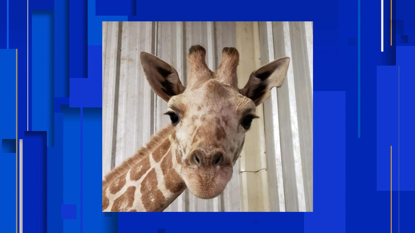 April the Giraffe’s calf, Azizi, dies unexpectedly at East Texas Zoo