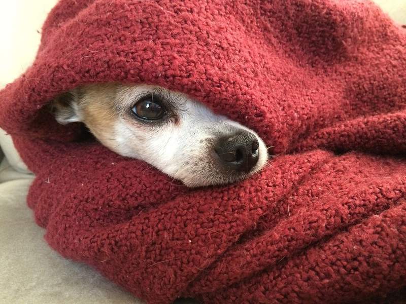 San Antonio animal shelter in need of blankets, towels amid cooler weather
