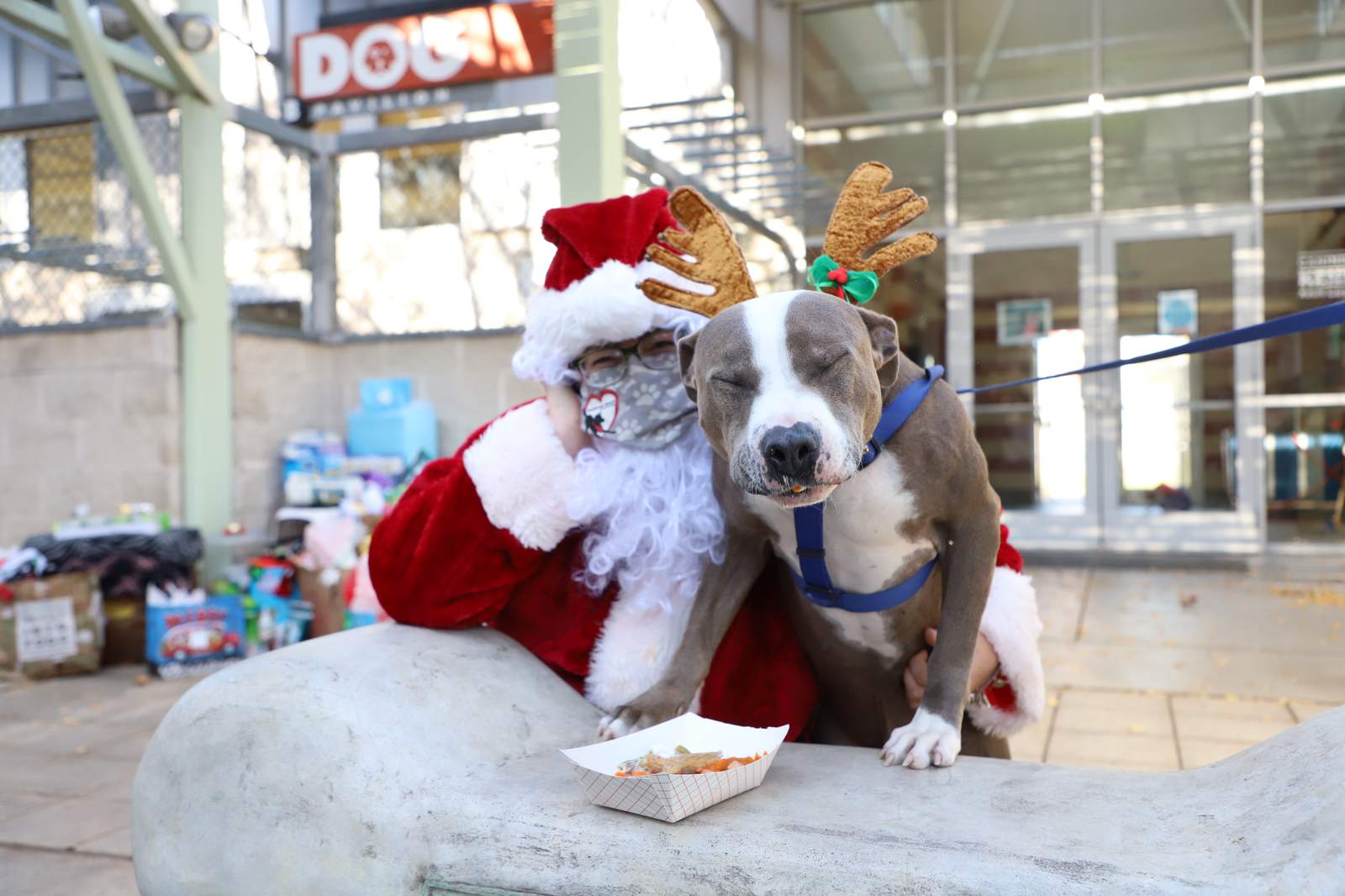 WATCH: These shelter pets got a special holiday meal, visit from Santa