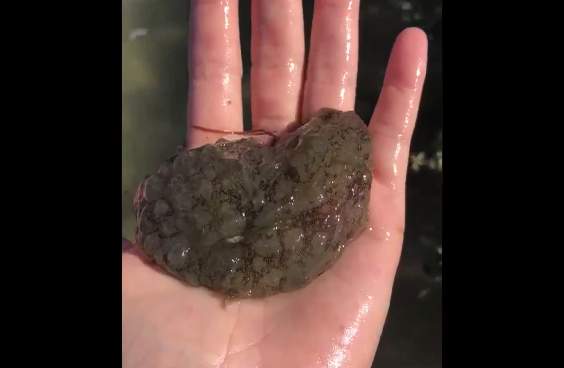 ‘Crazy looking' sea hares are common on the Texas coast, but this is why you rarely see them