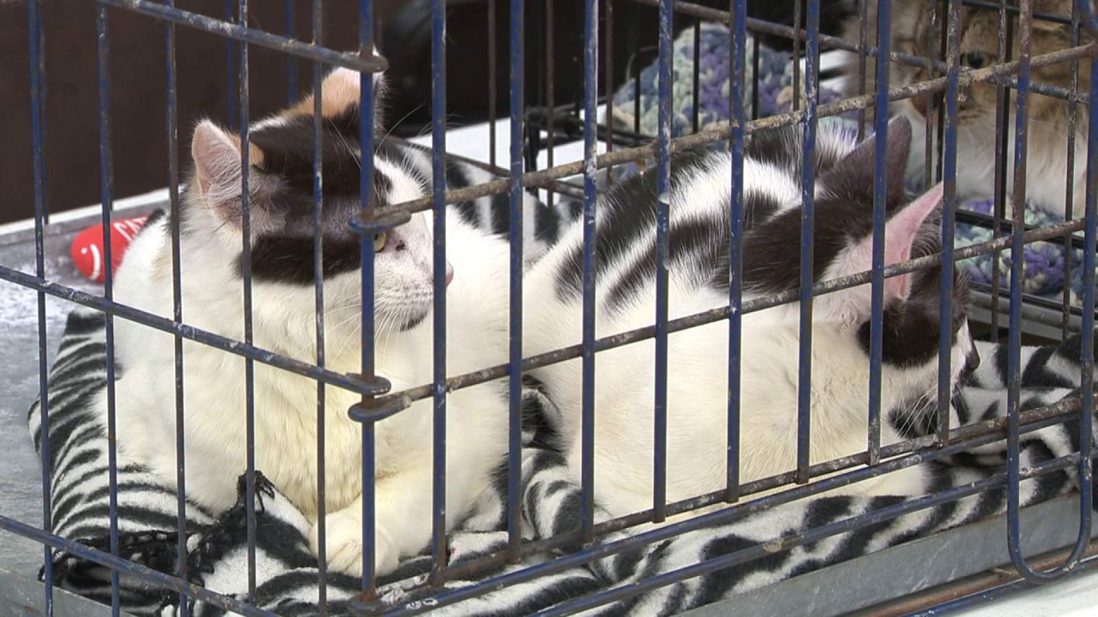 San Antonio Pets Alive makes 50,000th rescue