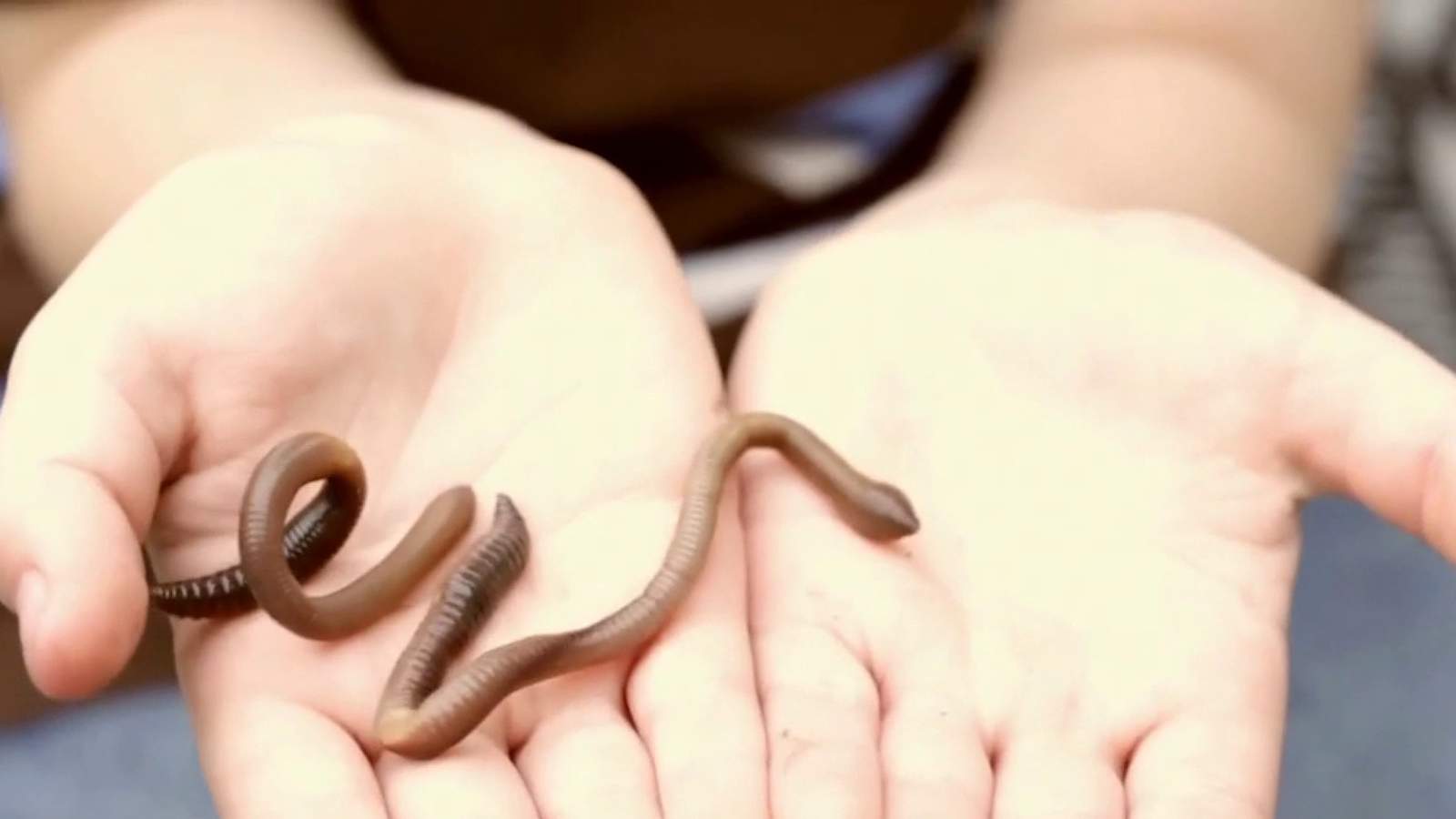 Worms are safe to eat, the European Union’s food safety agency says