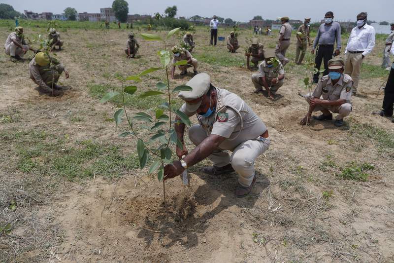 Indians plant millions of saplings amid mass campaign