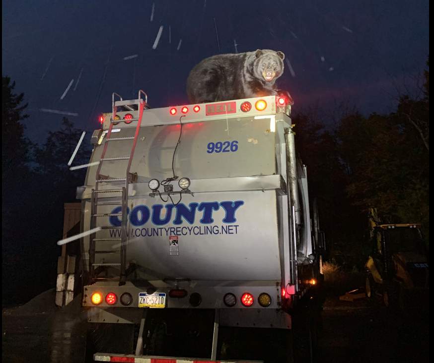 Black bear found atop garbage truck in Pennsylvania, police say
