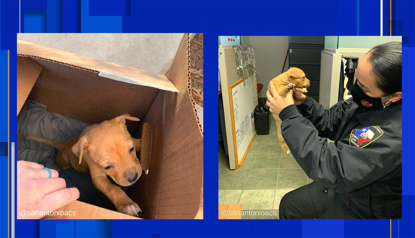 Puppy safe after found abandoned in box outside San Antonio animal shelter, ACS says