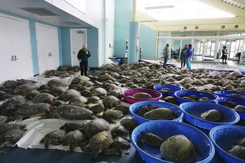 About 4,300 cold-stunned turtles survived the Texas freeze