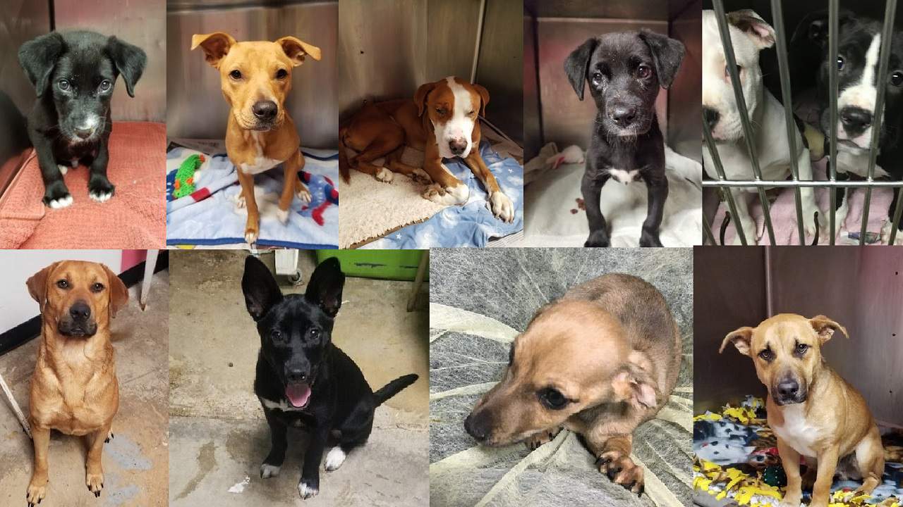 San Antonio pet shelter asking for donations to help save 19 sick puppies