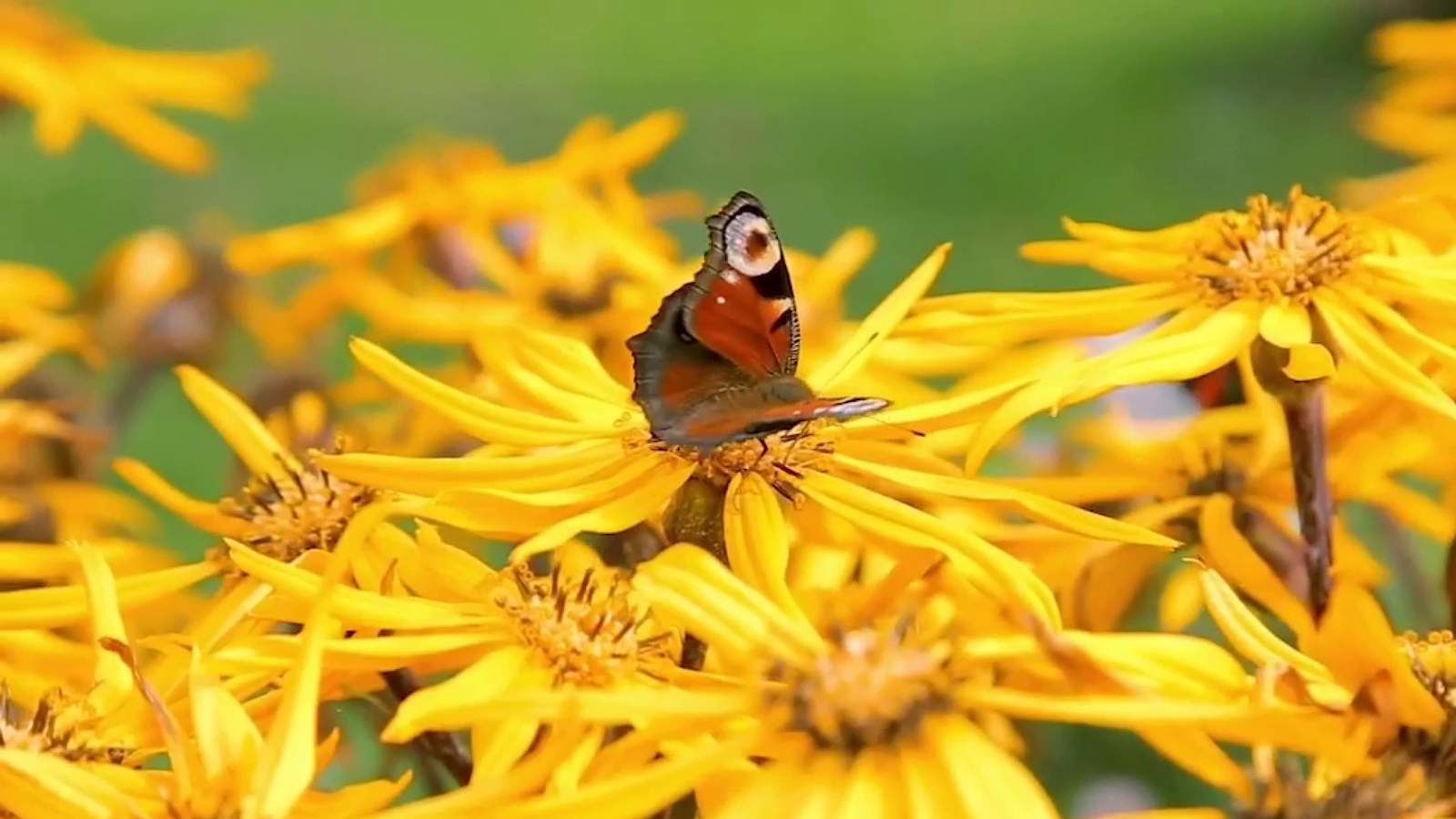 You can help save declining butterfly populations