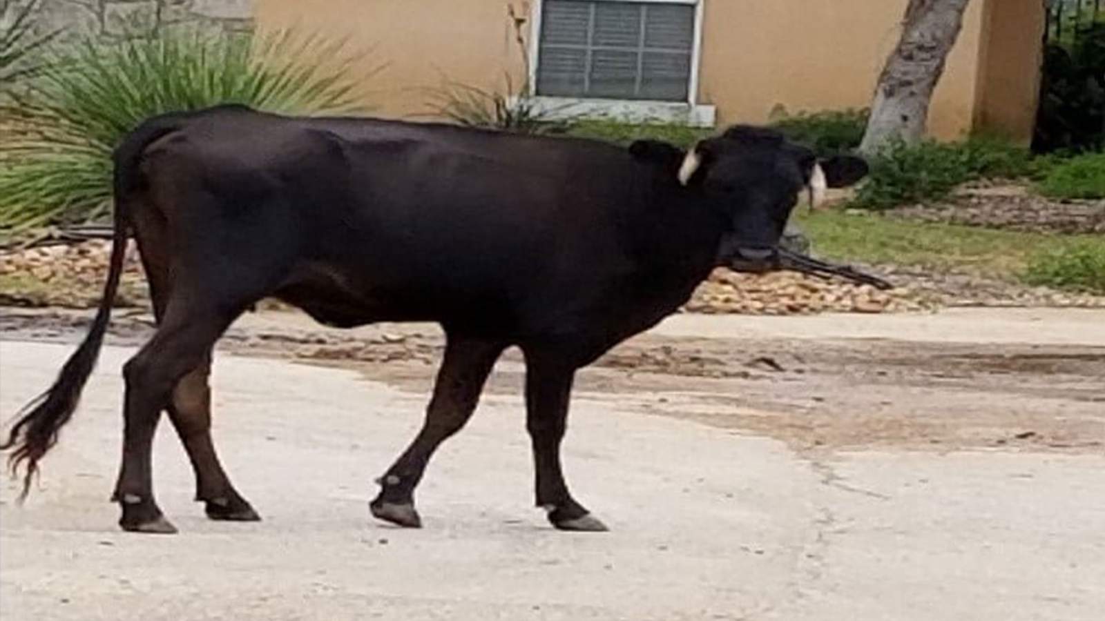 Is this your cow? Bovine found roaming FM 3009, Comal County Sheriff’s Office says