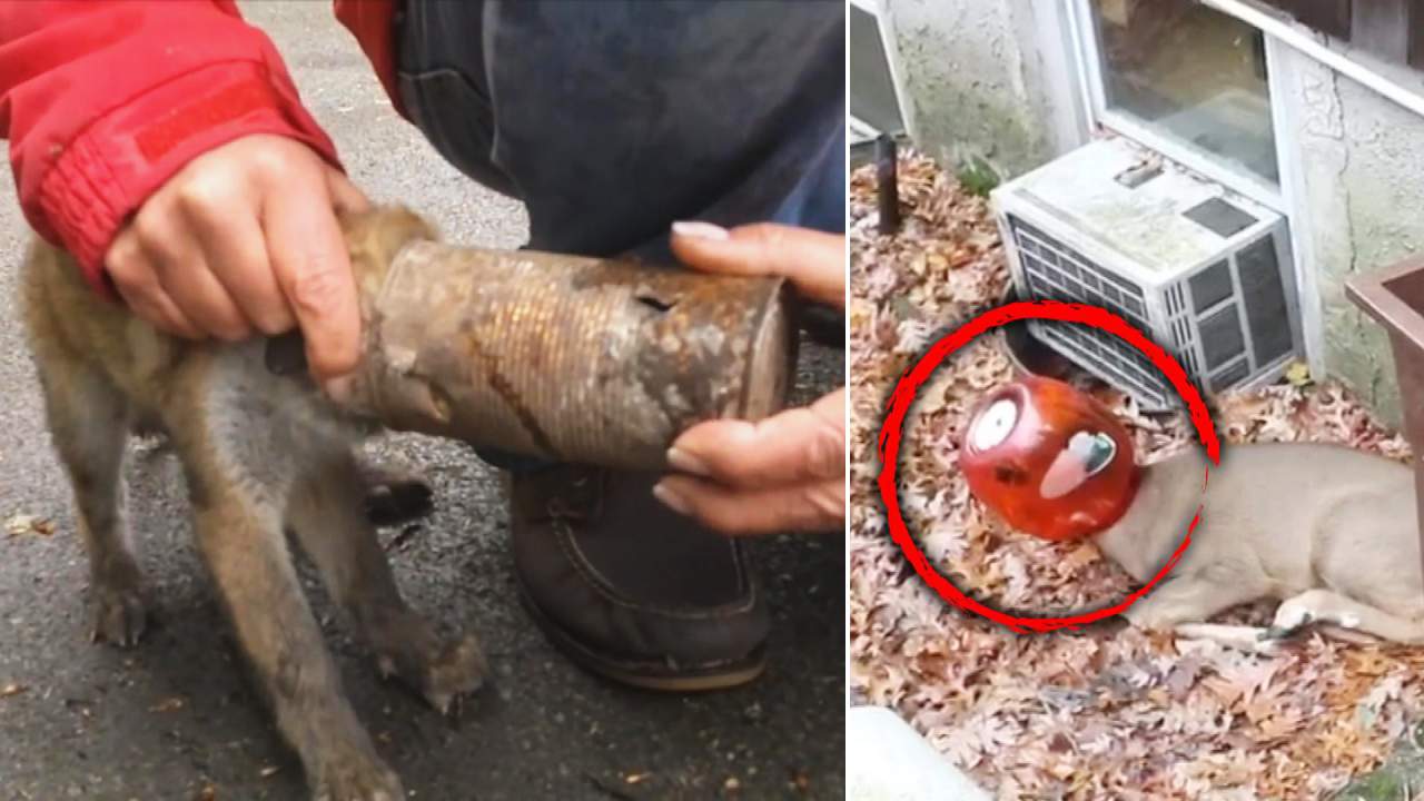 No description available