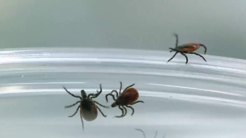 Here’s how to protect against ticks and diseases they spread