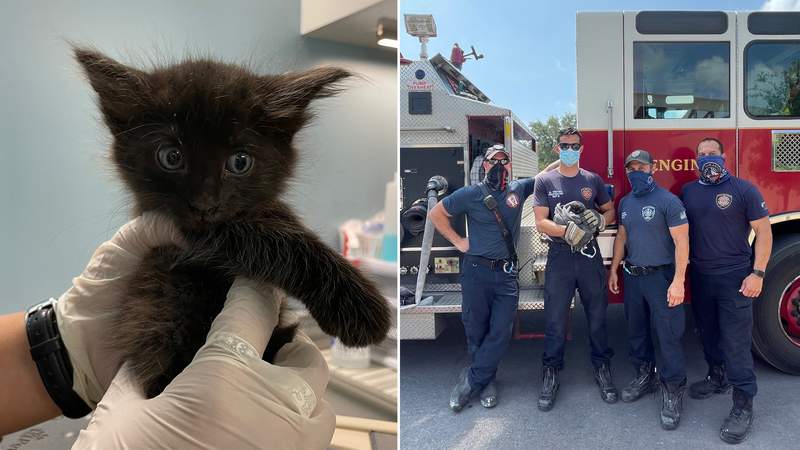San Antonio firefighters rescue 29-day-old kitten that was dodging cars on busy road