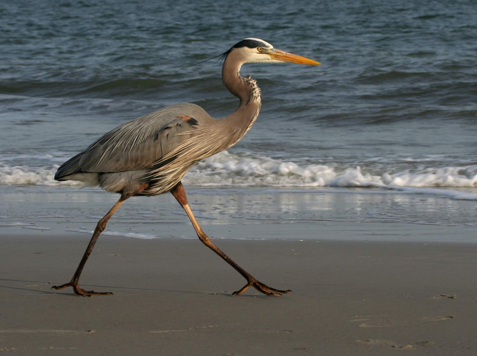 Migratory birds are back at Padre Island National Seashore... and so are their antics, officials say