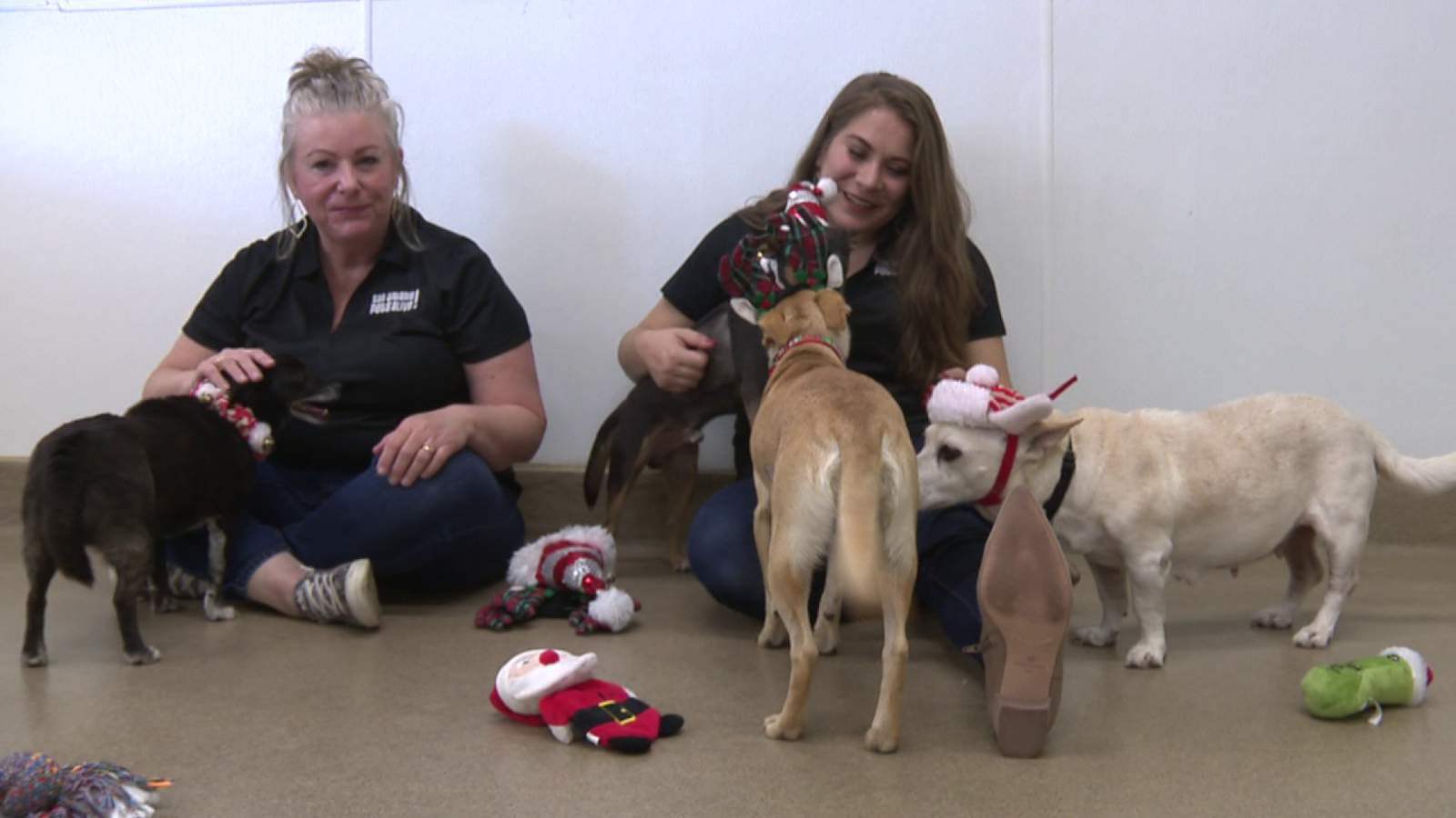 San Antonio Pets Alive strives to raise $10K in 24 hours