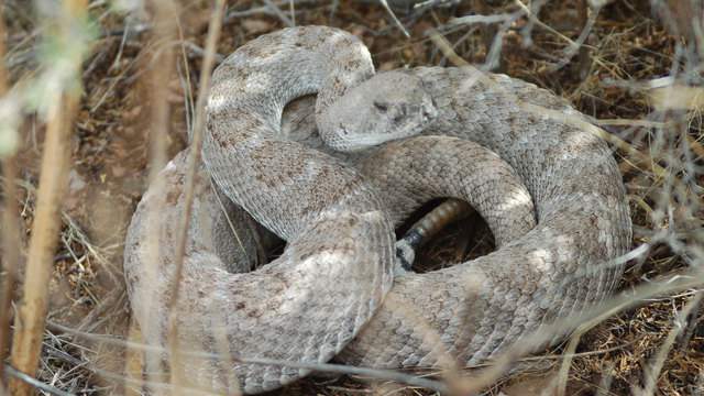 Snake sightings could increase after rainy weather in San Antonio-area