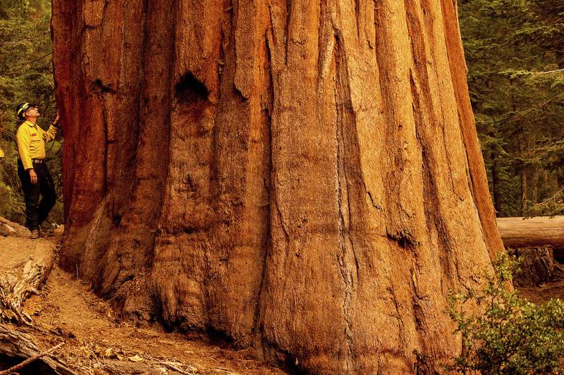 California wildfires burn into groves of giant sequoia trees