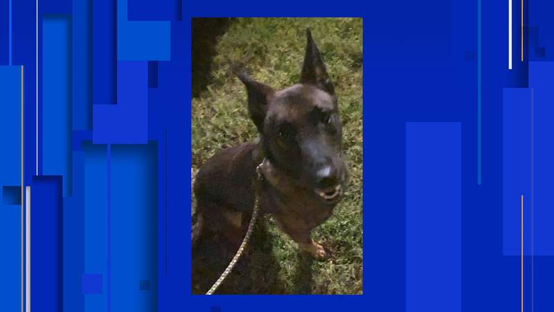 Hondo police searching for K-9 who escaped his enclosure