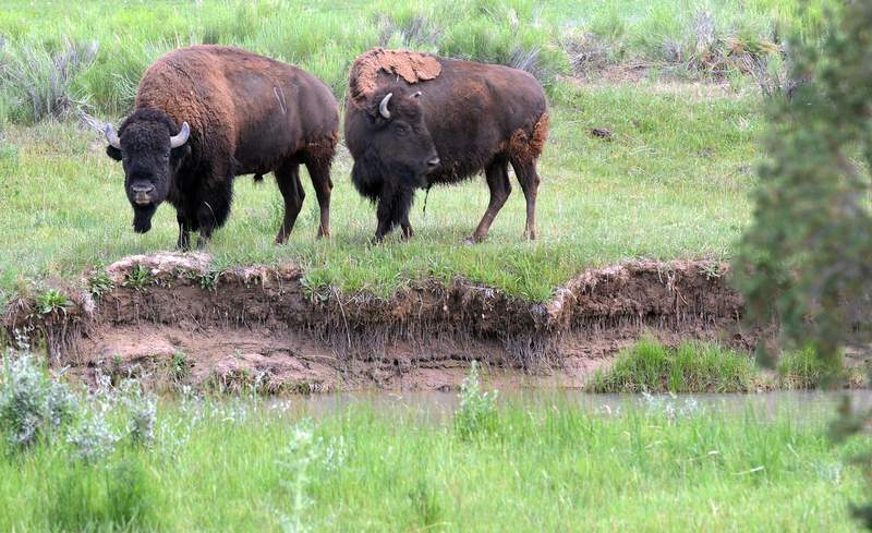 Skilled volunteers wanted to kill bison near Grand Canyon