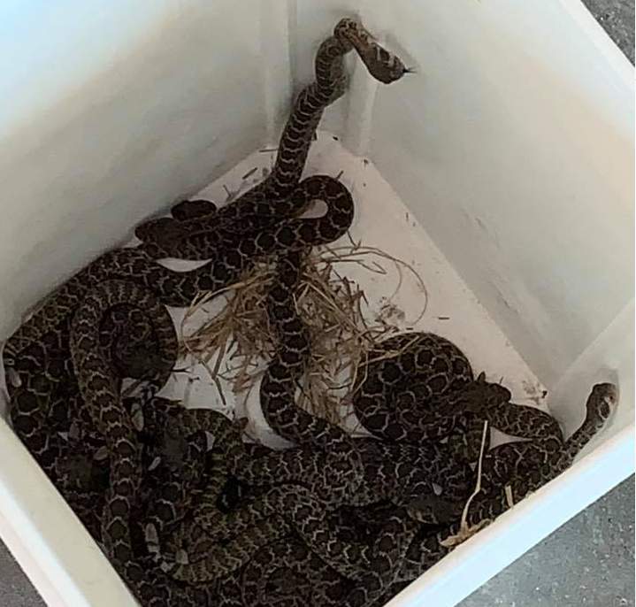 Texas police called to remove rattlesnake, 16 babies from electric company’s work area